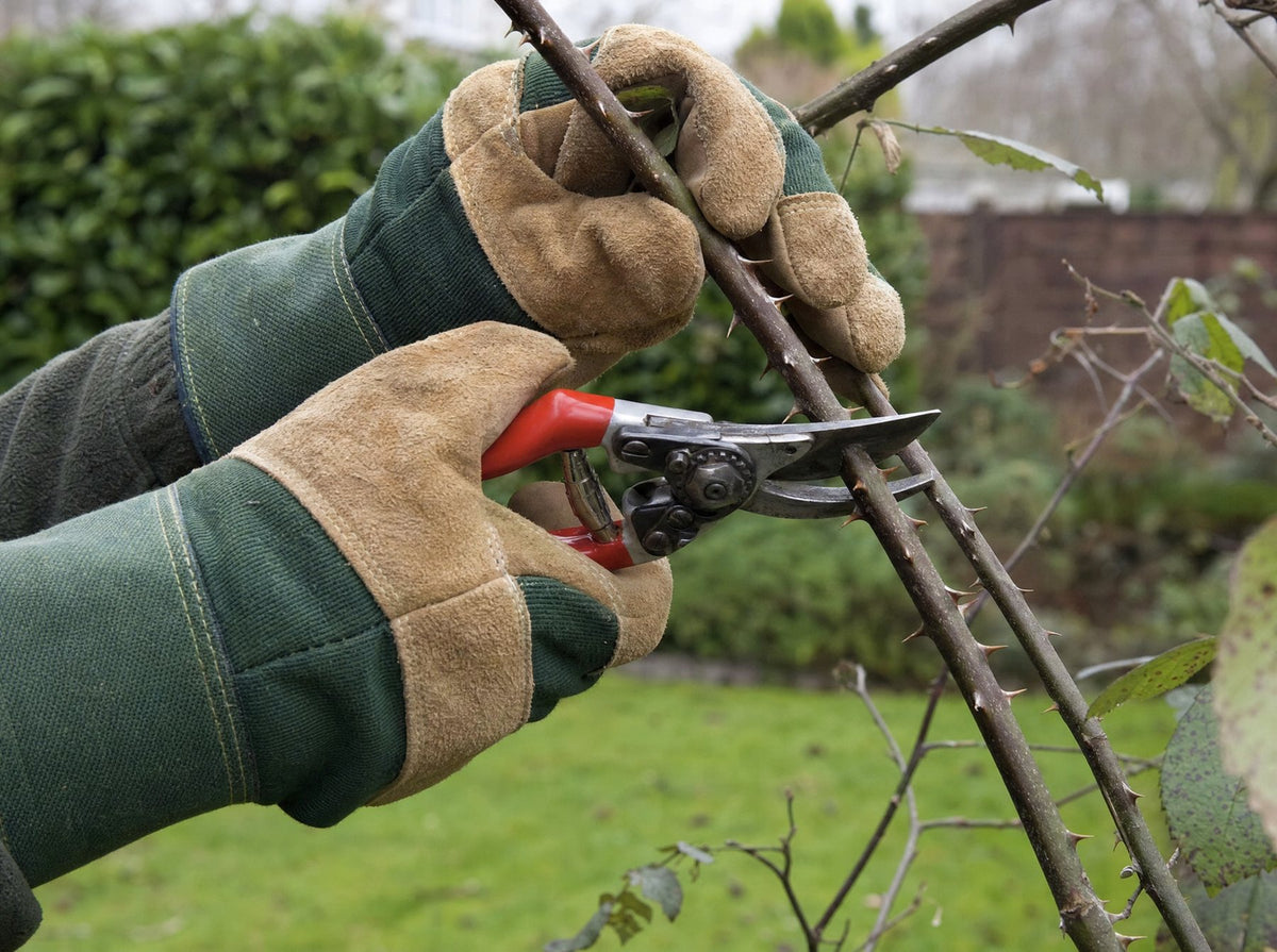 Leather gardening gloves gripping a thorned stem while cutting it with secateurs